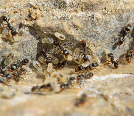 black ants handling eggs in the wildの写真素材