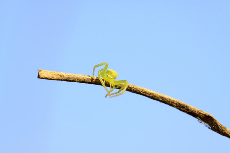 a kind of insects named crab spider on green plantの写真素材