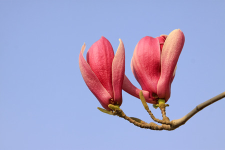 magnolia flowers flowering in early spring in the skyの写真素材