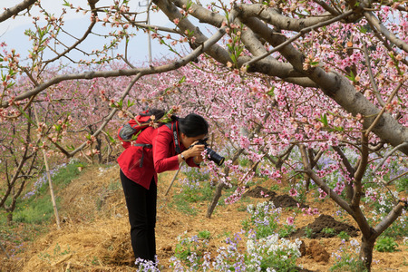 PINGGU COUNTY - APRIL 12: woman in red was filming a peach blossom, April 5, 2014, Pinggu county, beijing, China. のeditorial素材