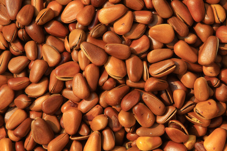 Pine nutsの写真素材