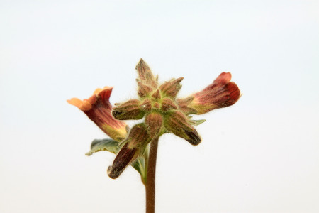 Rehmannia glutinosa flowers in the wildの写真素材
