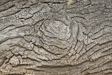 Old willow epidermis closeup