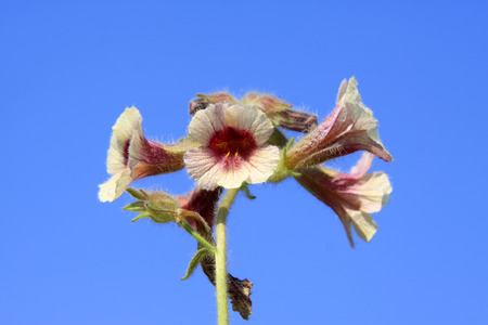 Rehmannia glutinosa flowers in the wildの写真素材