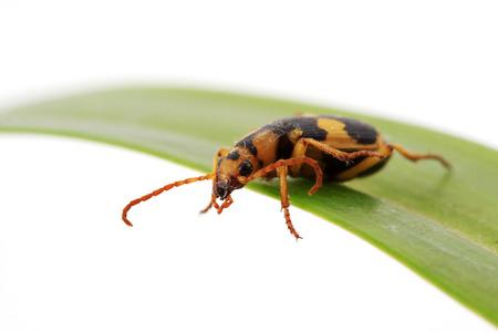 coleoptera insects on a white background, closeup of photo