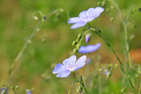 purple flowers in a park in spring, north chinaの写真素材