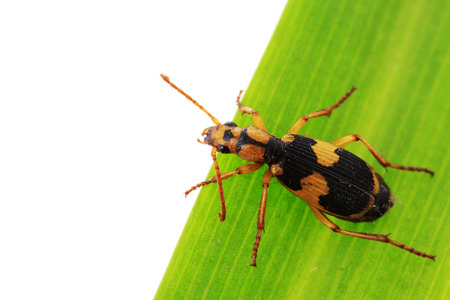 coleoptera insects on a white , closeup of photoの写真素材