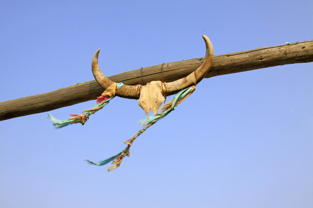 Ox horn decoration, closeup of photoの写真素材