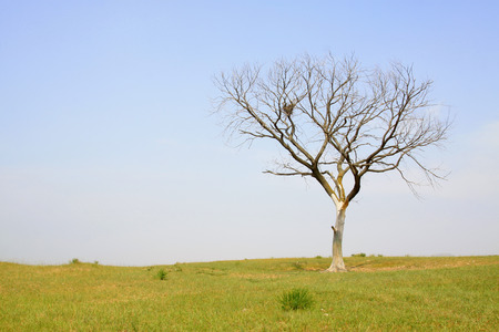Dead trees in the WuLanBuTong grassland, Inner Mongolia autonomous region, China. の写真素材