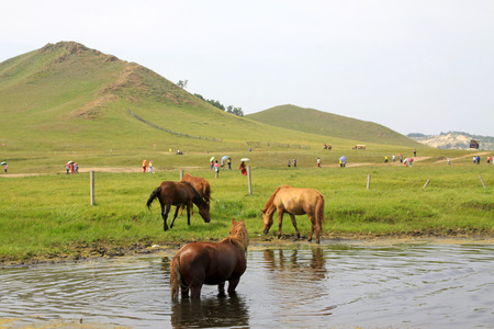 horses in the water in the WuLanBuTong grassland, Inner Mongolia autonomous region, China. 
の写真素材