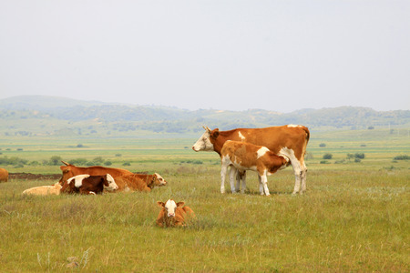 TULIGEN GRASSLAND - JULY 20: herds cattle in the grassland on July 20, 2014, Inner Mongolia autonomous region, China. 
のeditorial素材