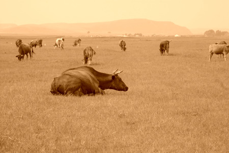 TULIGEN GRASSLAND - JULY 20: herds cattle in the grassland on July 20, 2014, Inner Mongolia autonomous region, China. 
のeditorial素材