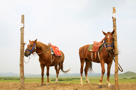 horse was tied to a wooden stakeの写真素材