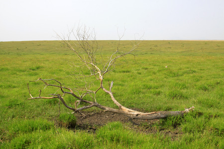 Dead trees in the WuLanBuTong grassland, Inner Mongolia autonomous region, China. の写真素材