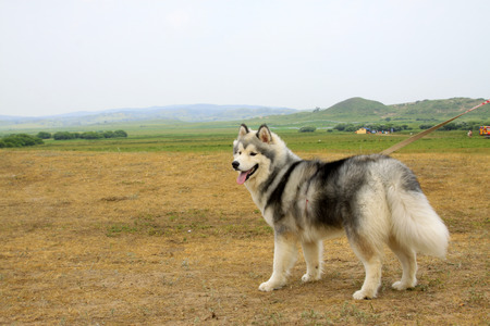 Husky pet dog in a parkのeditorial素材