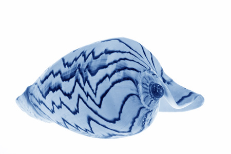 Shells with texture on a white backgroundの写真素材