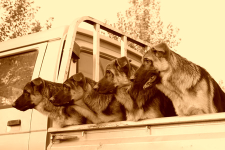 pet dogs in the car compartment, in a market