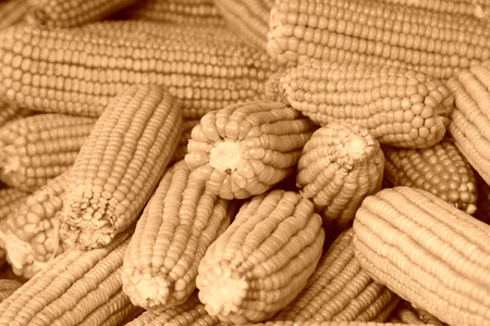 piles of corn bonzi material, closeup of photo