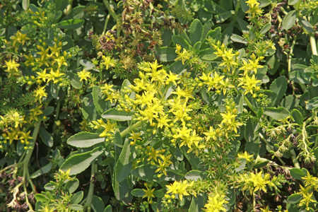 Notoginseng flower in a gardenの写真素材