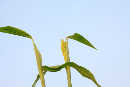 Sorghum crop under blue sky, closeup of photoの写真素材