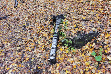 Birch and leaves in the wildの写真素材
