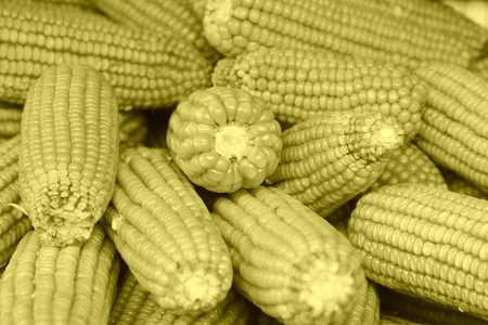 piles of corn material, closeup photo