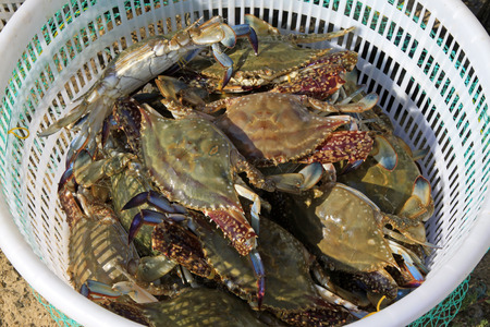 Yellow crabs in white plastic crate, closeup of photoの写真素材