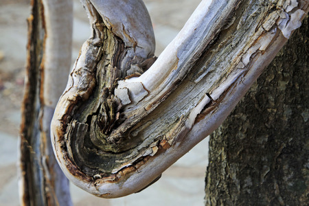 dry tree trunk in the wild, closeup of photoの写真素材