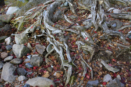 dry tree root in the wild, closeup of photo