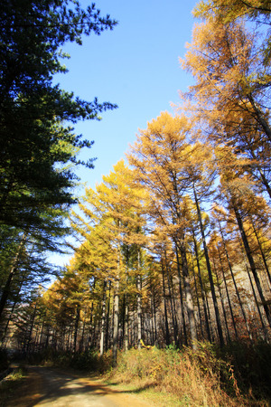 Forest road in the autumn, closeup photoの写真素材