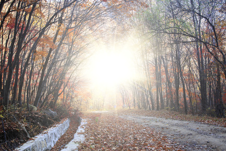 Deciduous trees and roads, closeup photo