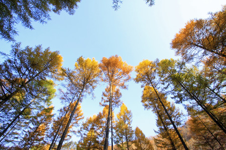 Pine branches in the sky, closeup of photoの写真素材