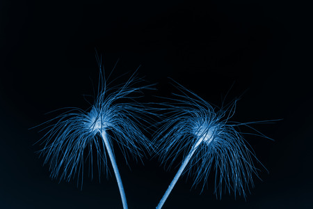 Wild plant in Baiyang Valley, Qian'an City, Hebei Province, Chinaの写真素材