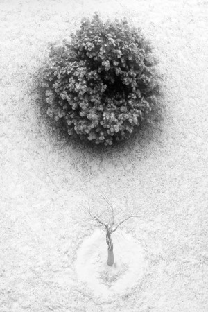 conifers trees in the snow, closeup of photoの写真素材