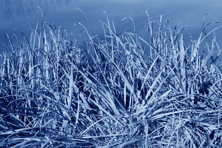 aquatic plants in the late autumn in a parkの写真素材