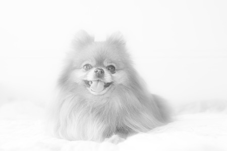 Pomeranianの写真素材