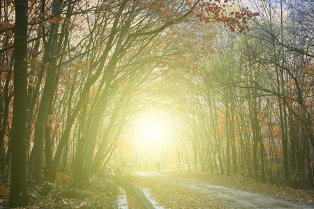 Deciduous trees and roads, closeup of photoの写真素材