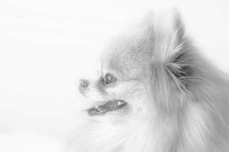 a kind of pet dog - pomeranian, closeup of photoの写真素材