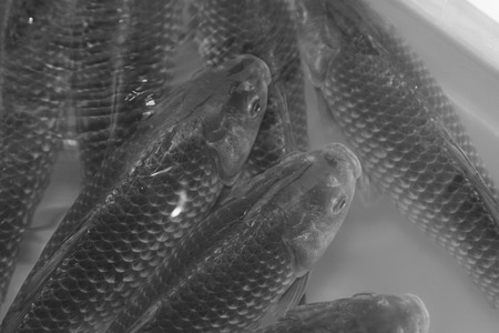 crucian carp swimming in a pool, in a farm, chinaの写真素材