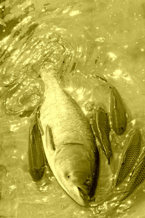 carp and silver carp in metal plate on the market, closeup of photo