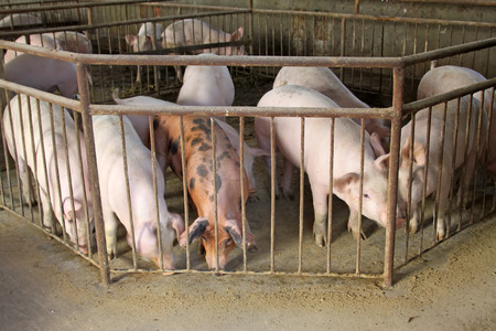 Lean hogs in a farm, closeup of photo