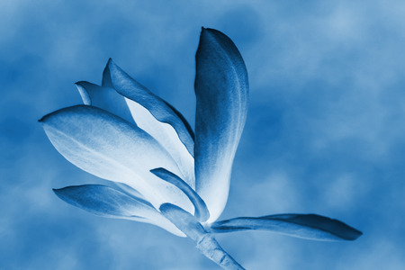 closeup of magnolia flower in the skyの写真素材
