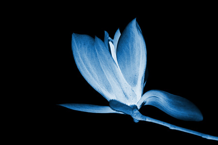 closeup of magnolia flower in the skyの写真素材