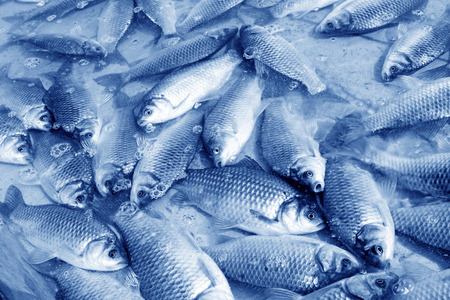crucian carp in a market, closeup of photo