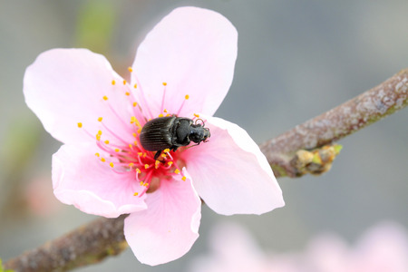 Peach blossom and beetle, closeup of photo