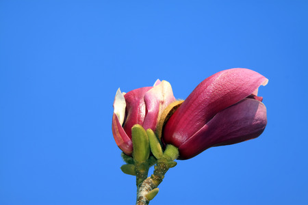 purple magnolia flower in blue sky background, closeup of photoの写真素材