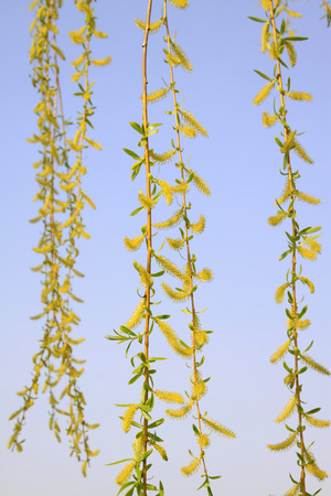 willow branches in the wild, closeup of photoの写真素材