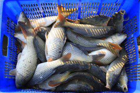 carp in the plastic basket, closeup of photoの写真素材