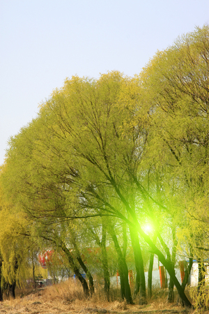 Willow branches in the park in spring, closeup of photoの写真素材