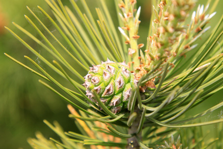 pine tree fruit, closeup of photoの写真素材